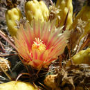 Sivun Ferocactus gracilis subsp. coloratus (H. E. Gates) N. P. Taylor kuva