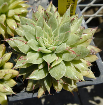 Image of Graptopetalum filiferum (S. Wats.) Whitehead