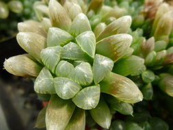 Image of Bristle Haworthia