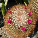Image of globe cactus