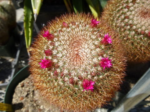 Sivun Mammillaria spinosissima Lem. kuva