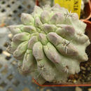 Image de <i>Neochilenia jussieui</i>