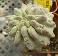 Image of <i>Neochilenia jussieui</i>