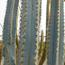 Imagem de <i>Pilosocereus glaucescens</i>