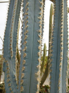 Imagem de <i>Pilosocereus glaucescens</i>