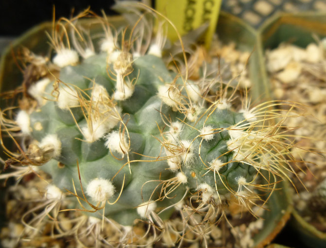 Image of Turbinicarpus pseudomacrochele (Backeb.) Rauh & Backeb.