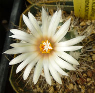 Sivun Turbinicarpus pseudomacrochele (Backeb.) Rauh & Backeb. kuva