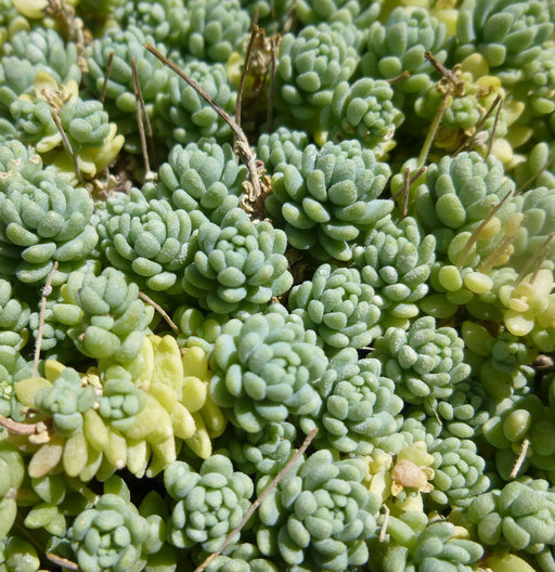 Imagem de Sedum dasyphyllum L.