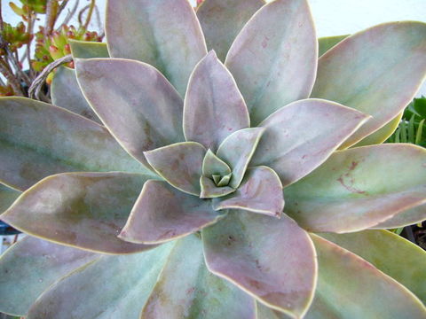 Image of Graptoveria