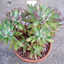 Image de Echeveria pilosa J. A. Purpus