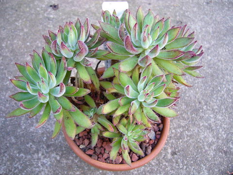 Image de Echeveria pilosa J. A. Purpus