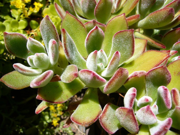 Image de Echeveria harmsii Macbride