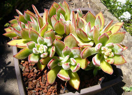 Image de Echeveria harmsii Macbride