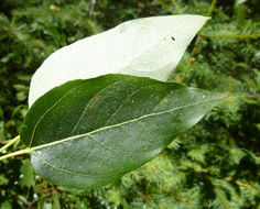 Image of Black Cottonwood