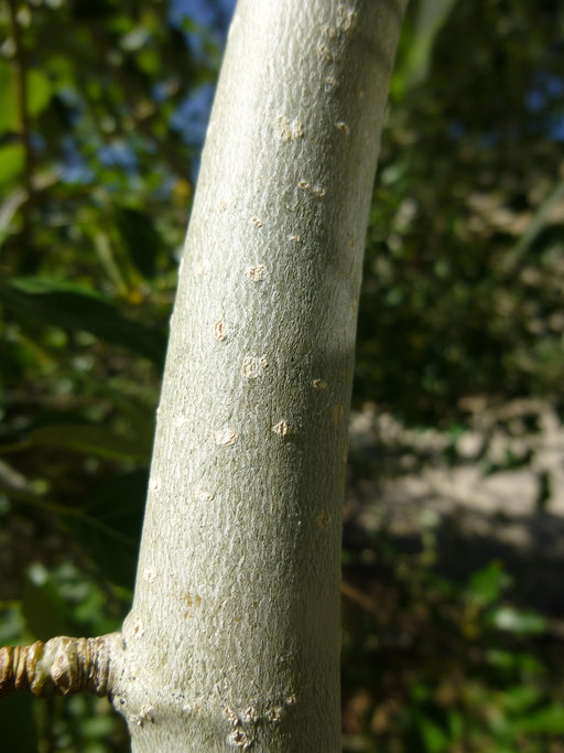 Image of Black Cottonwood