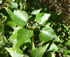 Image of Black Cottonwood