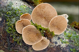 Image de Tectella patellaris (Fr.) Murrill 1915