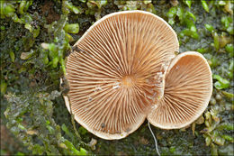 Image of Tectella patellaris (Fr.) Murrill 1915