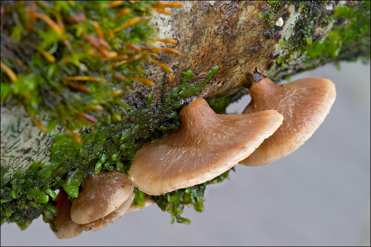 Image de Tectella patellaris (Fr.) Murrill 1915