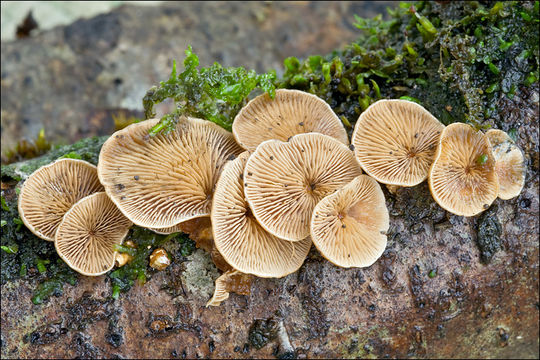 Image of Tectella patellaris (Fr.) Murrill 1915