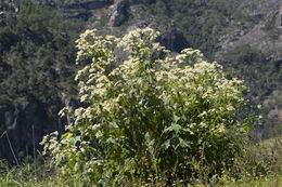 Image of Montanoa leucantha (Lag. & Segura) S. F. Blake