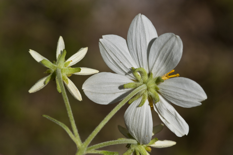 Image of Montanoa leucantha (Lag. & Segura) S. F. Blake