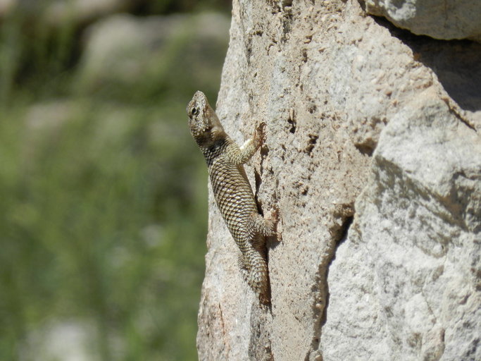 Image of Crevice Spiny Lizard