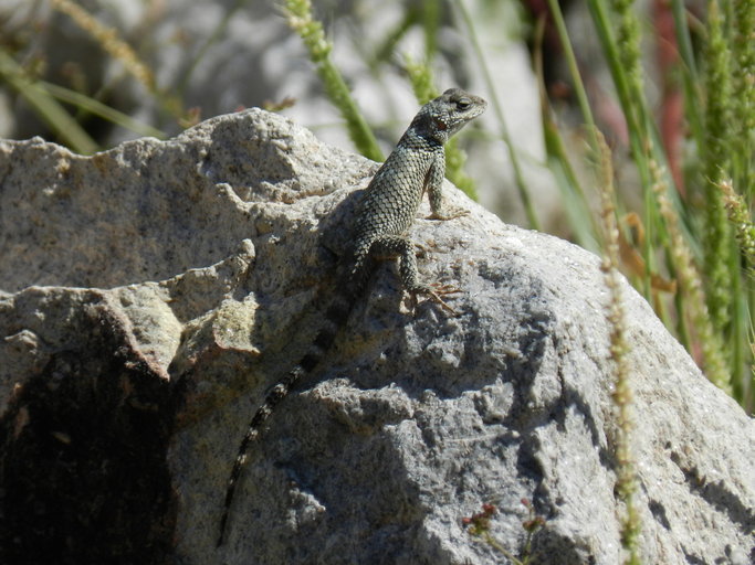 Image of Crevice Spiny Lizard