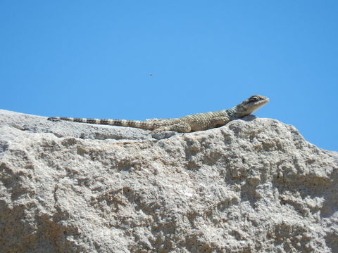 Image of Crevice Spiny Lizard