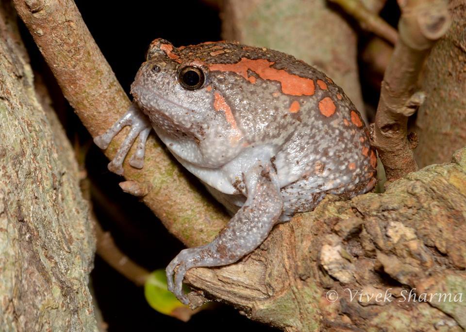 صورة Uperodon taprobanicus (Parker 1934)