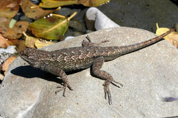 Image of Western Fence Lizard