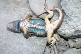 Image of Western Fence Lizard