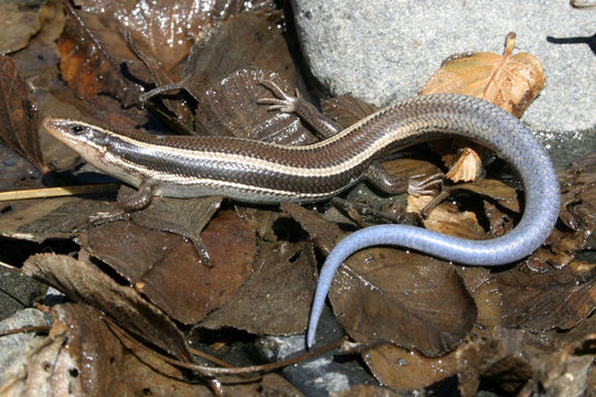 Image of Western Skink