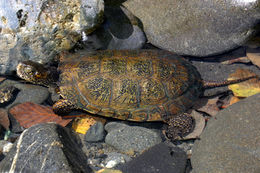 Image of Pacific pond turtle