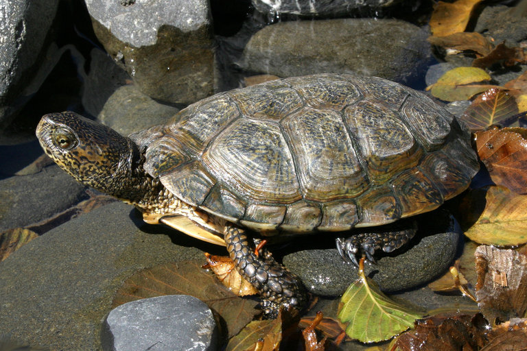 Image of Pacific pond turtle