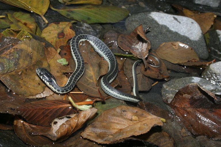 Image of Aquatic Gartersnake