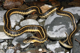 Image of Aquatic Gartersnake