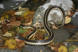 Image of Aquatic Gartersnake