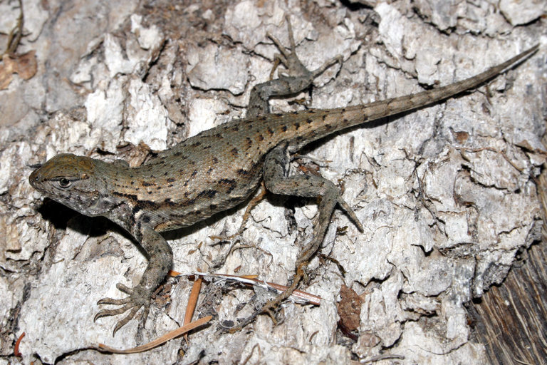 Image of Common Sagebrush Lizard