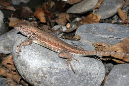 Image of Common Sagebrush Lizard