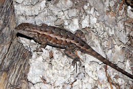 Image of Western Fence Lizard