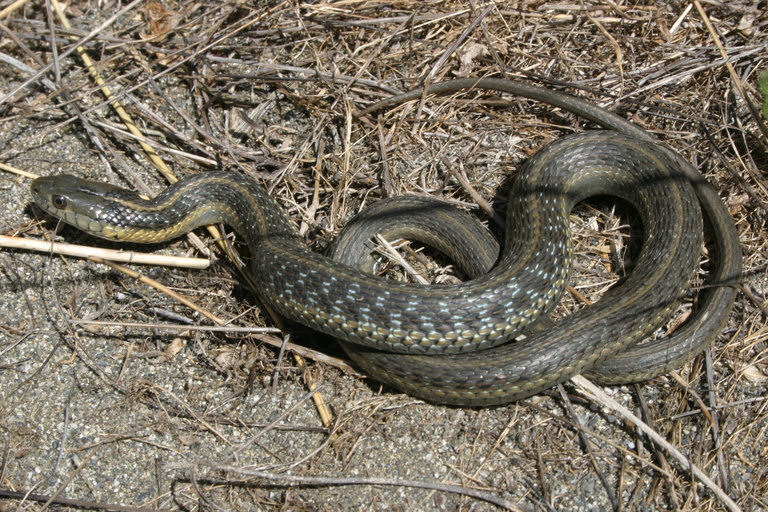 Image of Aquatic Gartersnake