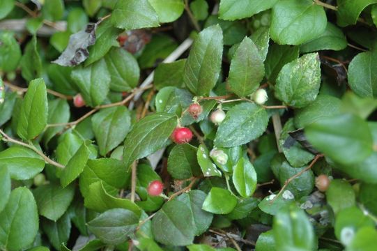 Plancia ëd Gaultheria ovatifolia A. Gray