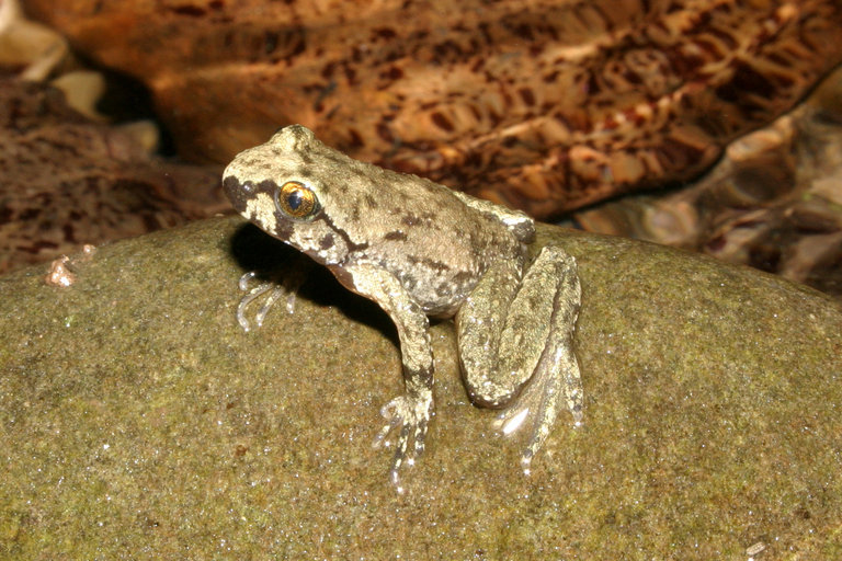 Image of Coastal Tailed Frog