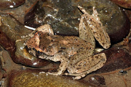 Image of Coastal Tailed Frog