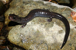 Слика од Plethodon elongatus Van Denburgh 1916