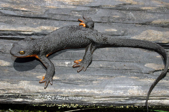 Image of Rough-skinned Newt