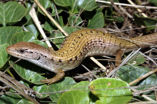 Image of northern alligator lizard