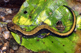 Image of Dunn's Salamander