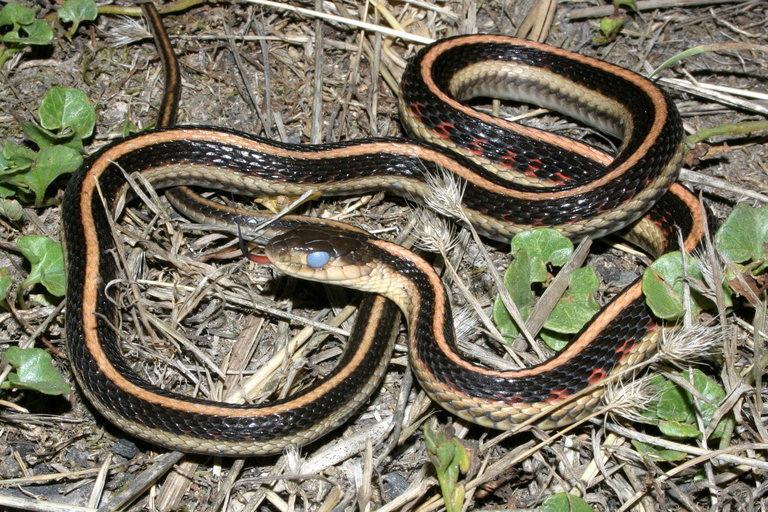 Sivun Thamnophis sirtalis (Linnaeus 1758) kuva